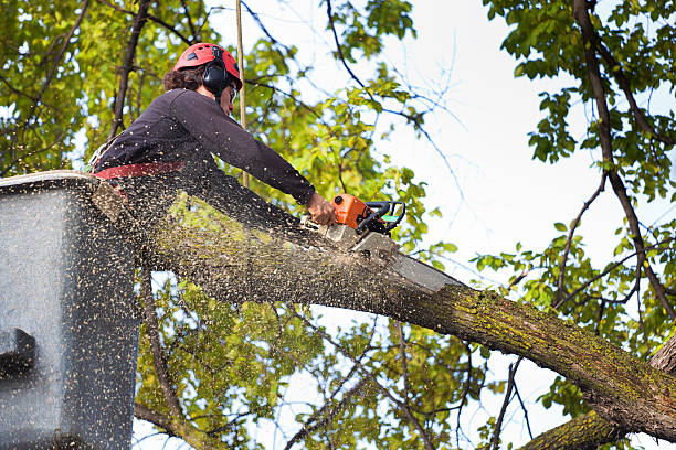 Leaf Removal in Clifton Forge, VA